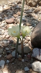 Zephyranthes concolor