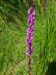 Dactylorhiza elata