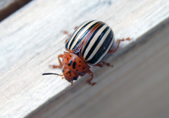 Leptinotarsa juncta
