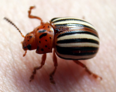 Leptinotarsa juncta