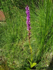Dactylorhiza elata