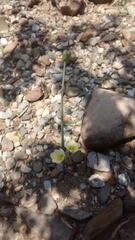 Zephyranthes concolor