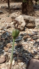 Zephyranthes concolor