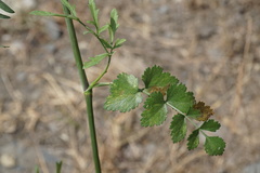 Pimpinella affinis