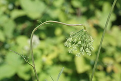 Pimpinella affinis