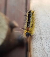 Lophocampa ingens