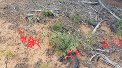 Ipomopsis aggregata formosissima