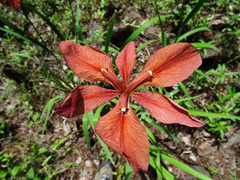 Iris fulva
