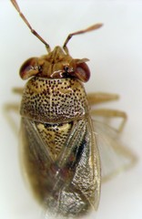 Geocoris punctipes