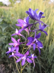 Delphinium consolida