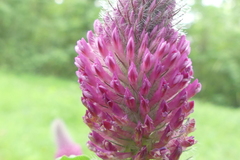 Trifolium rubens