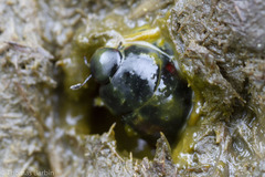 Sphaeridium scarabaeoides