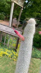Cleistocactus