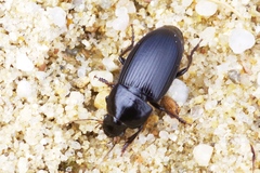 Harpalus serripes