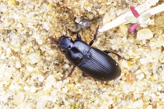 Harpalus serripes