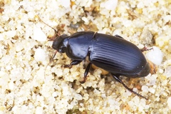 Harpalus serripes