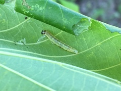 Pantographa limata