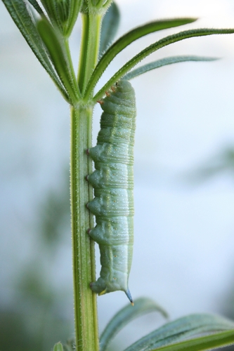 Ilgaliežuvis sfinksas nuotrauka