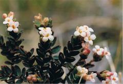Pimelea oreophila hetera