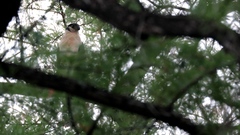 Micrastur semitorquatus