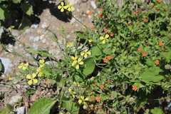 Raphanus raphanistrum landra