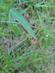 Phytomyza albiceps group