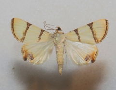 Eulepidotis affinis