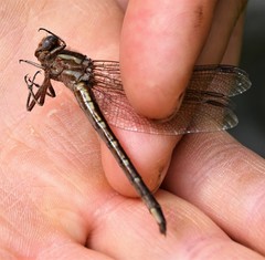 Phanogomphus spicatus