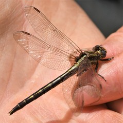 Phanogomphus spicatus