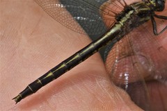 Phanogomphus spicatus