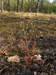 Spergula