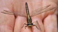 Phanogomphus spicatus