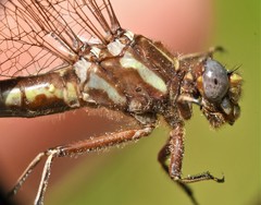 Phanogomphus spicatus