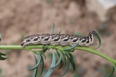 Proserpinus proserpina