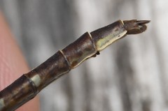 Phanogomphus spicatus