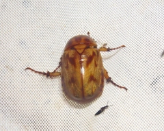Cyclocephala lunulata