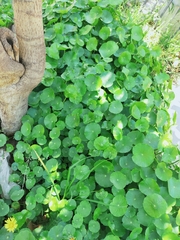 Tropaeolum majus