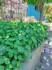 Tropaeolum majus