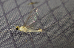 Maccaffertium terminatum