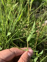 Dichanthelium scribnerianum, photograph Brandon Corder, CC BY, iNaturalist via GBIF