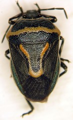 Perillus splendidus
