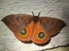 Automeris tridens