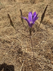 Brodiaea elegans
