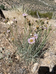 Erigeron argentatus