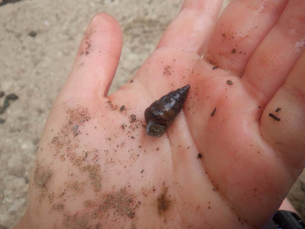 Sulcate Hornsnail