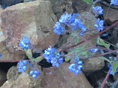 Phacelia breweri