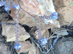Phacelia breweri