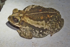 Incilius luetkenii