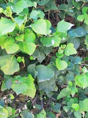 Hedera helix