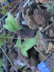 Phacelia breweri